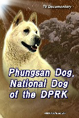 Phungsan Dog, National Dog of the DPRK